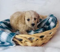 Cavachon , a female Cavachon for sale in Morrow, OH – 6 of 10