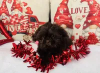 Shih Tzu, a male Shih Tzu for sale in Morrow, OH – Photo 6 of 7