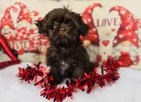 Shih Tzu, a male Shih Tzu for sale in Morrow, OH – Photo 4 of 7