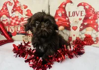 Shih Tzu, a male Shih Tzu for sale in Morrow, OH – Photo 7 of 7