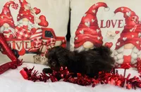 Shih Tzu, a male Shih Tzu for sale in Morrow, OH – Photo 5 of 7