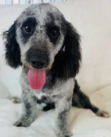 Carl, a male Cockapoo for sale in Morrow, OH – 5 of 5