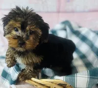Yorkie, a female Yorkshire Terrier for sale in Morrow, OH – 5 of 6