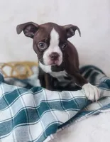 Boston Terrier pups, a female Boston Terrier for sale in Morrow, OH – 7 of 9
