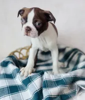 Boston Terrier pups, a female Boston Terrier for sale in Morrow, OH – 9 of 9