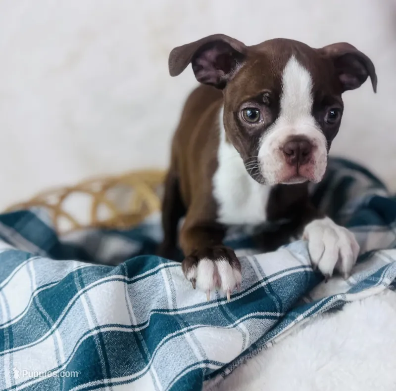 Boston Terrier pups – Boston Terrier puppy for sale in Morrow, OH