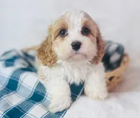 Cavachon , a female Cavachon for sale in Morrow, OH – 4 of 10