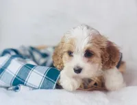 Cavachon , a female Cavachon for sale in Morrow, OH – 1 of 10