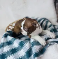 Boston Terrier pups, a female Boston Terrier for sale in Morrow, OH – 6 of 9