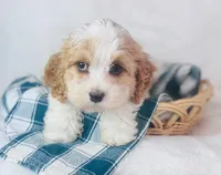 Cavachon , a female Cavachon for sale in Morrow, OH – 2 of 10