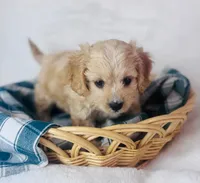 Cavachon , a female Cavachon for sale in Morrow, OH – 7 of 10