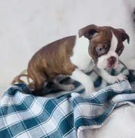 Boston Terrier pups, a female Boston Terrier for sale in Morrow, OH – 3 of 9
