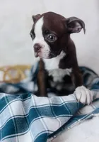 Boston Terrier pups, a female Boston Terrier for sale in Morrow, OH – 4 of 9