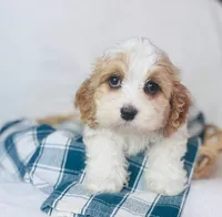 Cavachon , a female Cavachon for sale in Morrow, OH – 5 of 10
