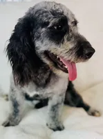 Carl, a male Cockapoo for sale in Morrow, OH – 4 of 5