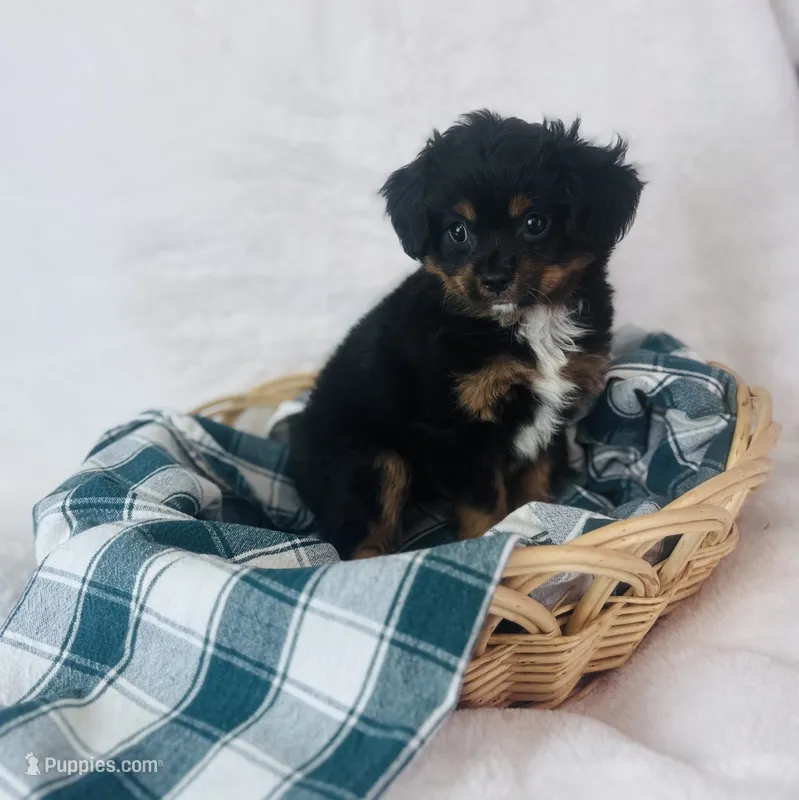 Cavapom – Cavapom puppy for sale in Morrow, OH