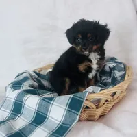 Cavapom, a male Cavapom for sale in Morrow, OH – 1 of 6