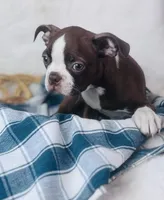 Boston Terrier pups, a female Boston Terrier for sale in Morrow, OH – 5 of 9