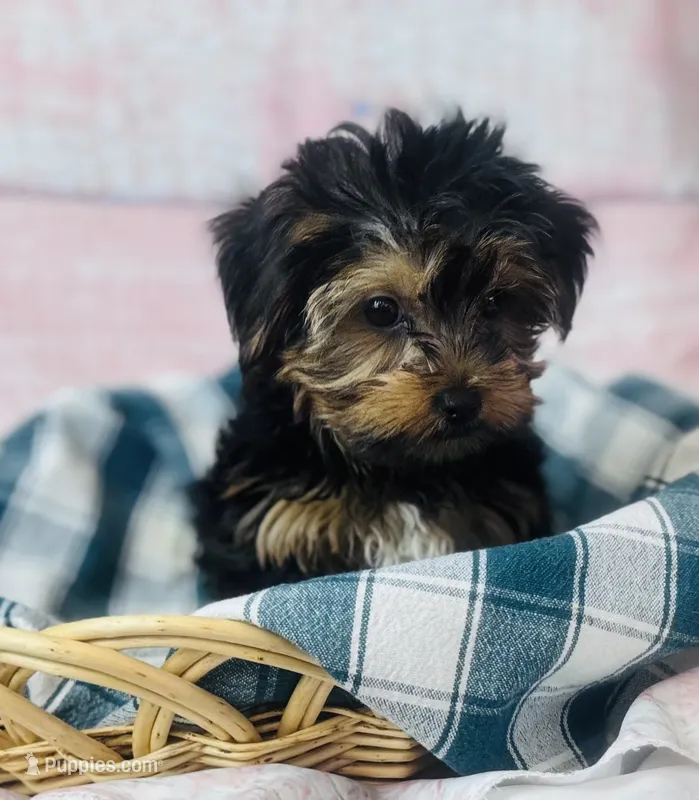 Yorkie – Yorkshire Terrier puppy for sale in Morrow, OH