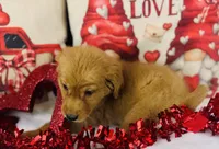 Golden , a male Golden Retriever for sale in Morrow, OH – Photo 1 of 4