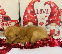 Golden , a male Golden Retriever for sale in Morrow, OH – Photo 3 of 4