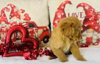 Golden , a male Golden Retriever for sale in Morrow, OH – Photo 2 of 4