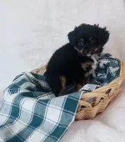 Cavapom, a male Cavapom for sale in Morrow, OH – 3 of 6