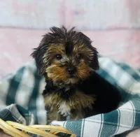 Yorkie, a female Yorkshire Terrier for sale in Morrow, OH – 6 of 6