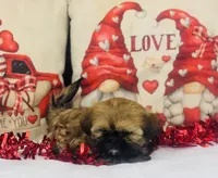 Shih tzu, a female Shih Tzu for sale in Morrow, OH – Photo 2 of 9