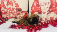 Shih tzu, a female Shih Tzu for sale in Morrow, OH – Photo 9 of 9