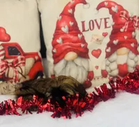 Shih tzu, a female Shih Tzu for sale in Morrow, OH – Photo 3 of 9