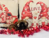 Shih tzu, a female Shih Tzu for sale in Morrow, OH – Photo 6 of 9
