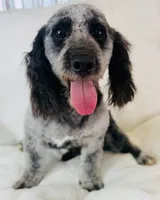 Carl, a male Cockapoo for sale in Morrow, OH – 3 of 5
