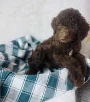 Mini poodle, a male Poodle - Miniature  for sale in Morrow, OH – 4 of 5