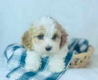 Cavachon , a female Cavachon for sale in Morrow, OH – 3 of 10
