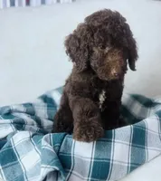 Mini poodle, a male Poodle - Miniature  for sale in Morrow, OH – 3 of 5