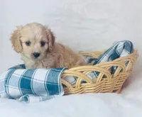 Cavachon , a female Cavachon for sale in Morrow, OH – 9 of 10