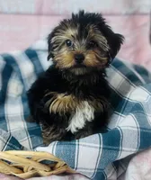 Yorkie, a female Yorkshire Terrier for sale in Morrow, OH – 4 of 6