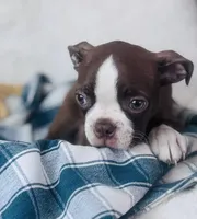 Boston Terrier pups, a female Boston Terrier for sale in Morrow, OH – 2 of 9