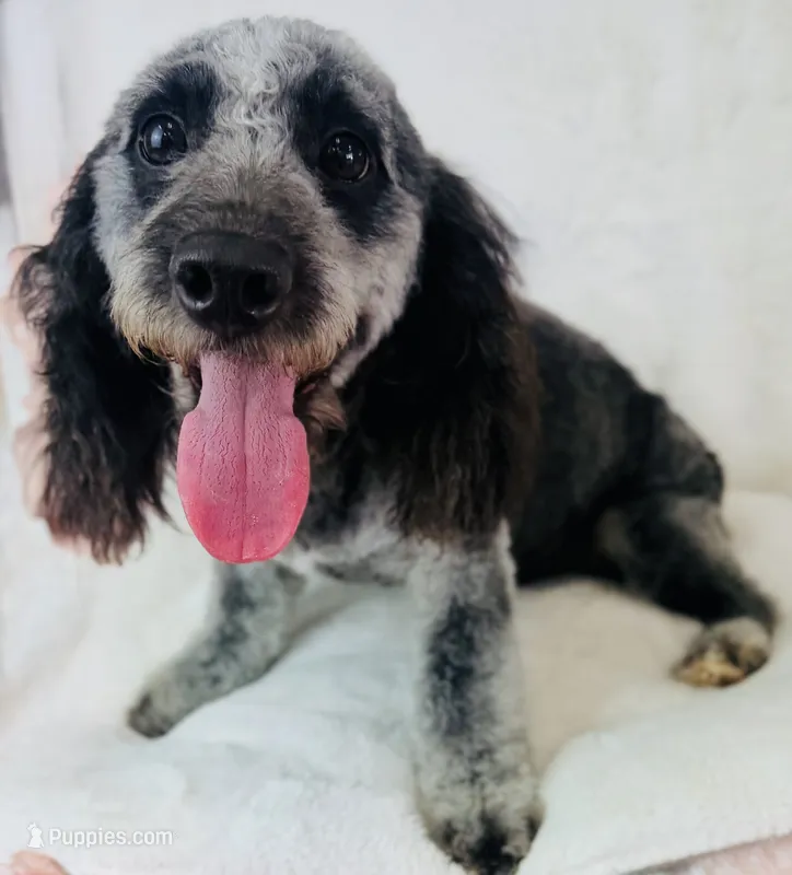 Carl – Cockapoo puppy for sale in Morrow, OH