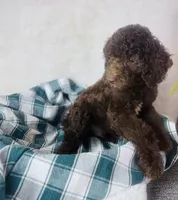 Mini poodle, a male Poodle - Miniature  for sale in Morrow, OH – 5 of 5