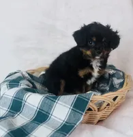 Cavapom, a male Cavapom for sale in Morrow, OH – 5 of 6