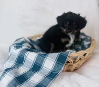 Cavapom, a male Cavapom for sale in Morrow, OH – 4 of 6