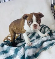 Boston Terrier pups, a female Boston Terrier for sale in Morrow, OH – 8 of 9