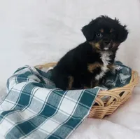 Cavapom, a male Cavapom for sale in Morrow, OH – 6 of 6