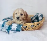 Cavachon , a female Cavachon for sale in Morrow, OH – 10 of 10