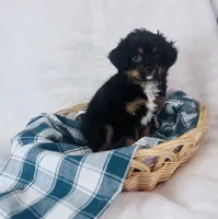 Cavapom, a male Cavapom for sale in Morrow, OH – 2 of 6