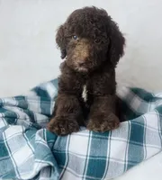 Mini poodle, a male Poodle - Miniature  for sale in Morrow, OH – 2 of 5