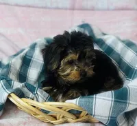 Yorkie, a female Yorkshire Terrier for sale in Morrow, OH – 2 of 6