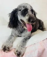 Carl, a male Cockapoo for sale in Morrow, OH – 2 of 5